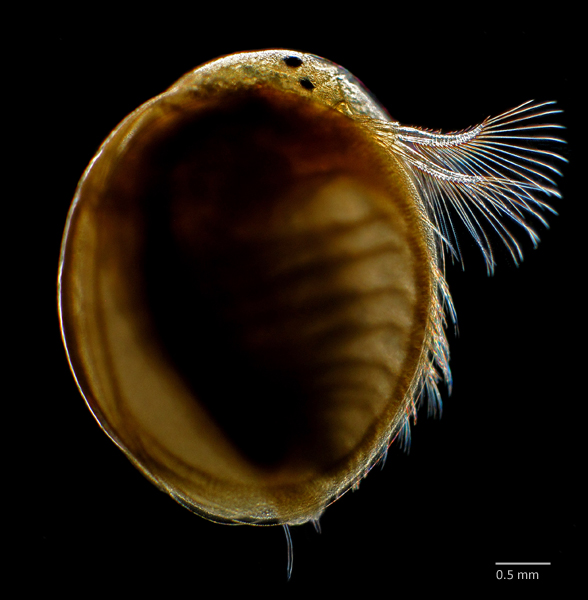 Photo of Lynceus brachyurus by Ian Gardiner